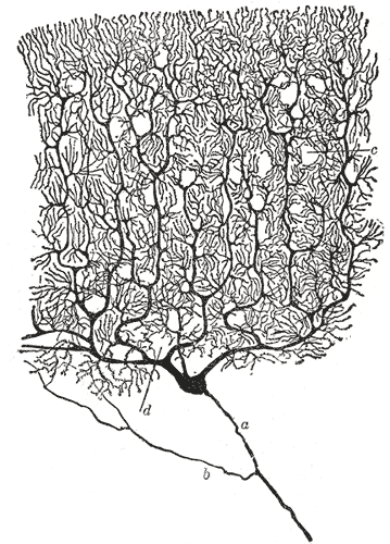 Interactive computational neuroscience – part 1, spiking neurons