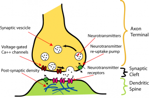 diagram of a synapse